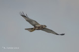 Bruine Kiekendief - Western Marsh Harrier - Circus aeruginosus