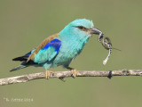 Scharrelaar - European Roller - Coracias garrulus