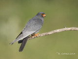 Roodpootvalk - Red-footed Falcon - Falco vespertinus
