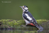 Grote Bonte Specht - Great Spotted Woodpecker - Dendrocopos major
