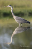 Blauwe Reiger - Grey Heron - Ardea cinerea