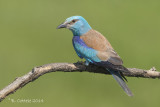 Scharrelaar - European Roller - Coracias garrulus