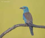 Scharrelaar - European Roller - Coracias garrulus