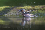 Vink - Common Chaffinch - Fringilla coelebs