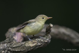 Spotvogel - Icterine Warbler - Hippolais icterina