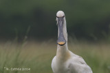 Lepelaar - Eurasian Spoonbill - Platalea leucorodia