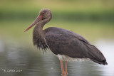 Zwarte Ooievaar - Black Stork - Ciconia nigra