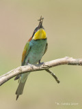 Bijeneter - European Bee-eater - Merops apiaster