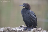 Dwergaalscholver - Pygmy Cormorant - Microcarbo pygmeus