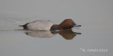 Tafeleend - Common Pochard - Aythya ferina