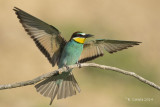 Bijeneter - European Bee-eater - Merops apiaster
