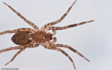 Agroeca cf. sp. 1002MS-3.jpg