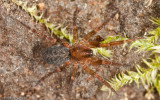 Apostenus sp. 1051FA-6.jpg