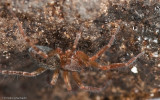 Apostenus sp. 1051FA-12.jpg