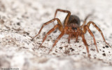 Apostenus sp. 1054FA-3.jpg