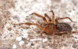 Apostenus sp. 1054FA-5.jpg