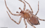 Liocranum sp. 1004MS-3.jpg