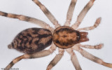 Liocranum sp. 1004MS-5.jpg