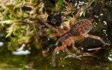 Scotina celans 1057FA-91300.jpg