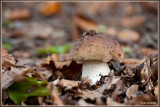 Gewoon Eekhoorntjesbrood - Boletus edulis