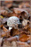 Panteramaniet - Amanita pantherina