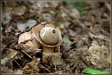Gekraagde Aardster - Geastrum triplex