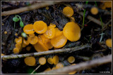 Geel Schijfzwammetje - Bisporella citrina