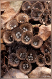 Gestreept Nestzwammetje - Cyathus striatus