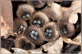 Gestreept Nestzwammetje - Cyathus striatus
