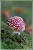Vliegenzwam - Amanita muscaria