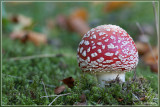 Vliegenzwam - Amanita muscaria