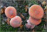 Vliegenzwam - Amanita muscaria