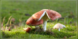 Vliegenzwam - Amanita muscaria