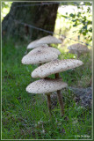 Grote parasolzwam - Macrolepiota procera