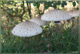 Grote parasolzwam - Macrolepiota procera