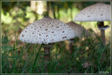 Grote parasolzwam - Macrolepiota procera