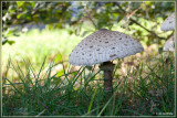 Grote parasolzwam - Macrolepiota procera