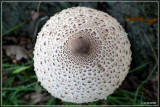 Grote parasolzwam - Macrolepiota procera