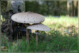 Grote parasolzwam - Macrolepiota procera