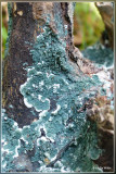Groen viltmatje - Trichoderma viride