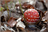 Vliegenzwam - Amanita muscaria