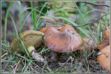 Bruine Ringboleet - Suillus luteus
