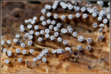 Grijswit kalkkopje - Physarum leucophaeum ?