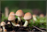 Rode zwavelkop - Psilocybe sublateritia