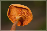 Valse hanenkam - Hygrophoropsis aurantiaca