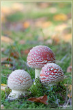 Vliegenzwam - Amanita muscaria