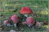 Vliegenzwam - Amanita muscaria