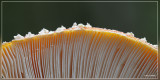 Vliegenzwam - Amanita muscaria