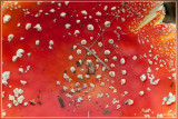 Vliegenzwam - Amanita muscaria