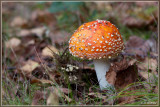 Vliegenzwam - Amanita muscaria